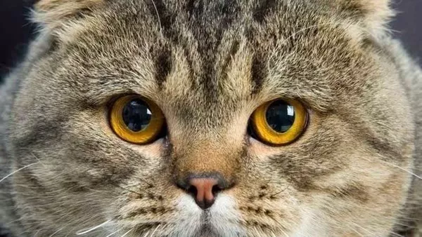 постер игры Koshkoglad