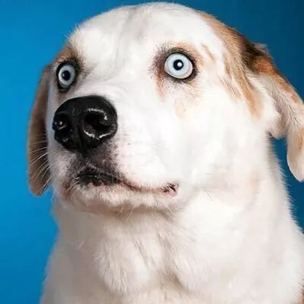 постер игры Good Dogs