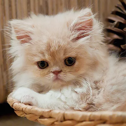 постер игры Cats: Spot the Difference