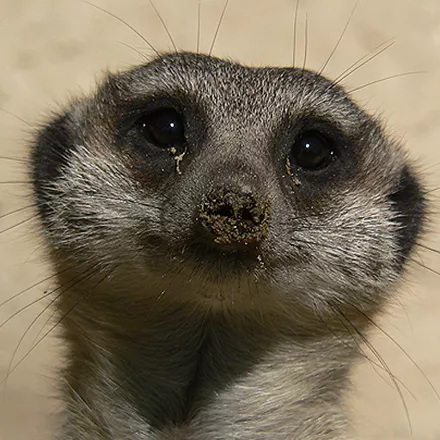 постер игры Animals: Spot the Difference