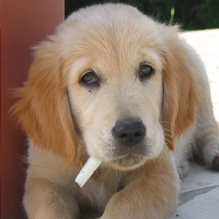 постер игры Dogs: Spot the Difference