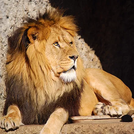 постер игры Safari: Spot the Difference