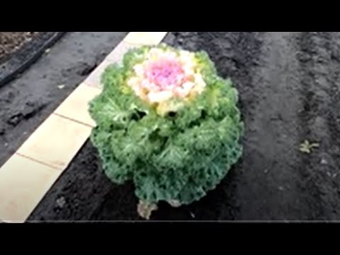 Видео: Как выращиваю декоративную капусту