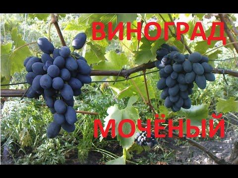 Видео: МОЧЁНЫЙ ВИНОГРАД время пробовать