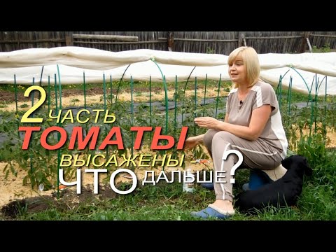 Видео: УХОД за ТОМАТАМИ после высадки в ОТКРЫТЫЙ ГРУНТ! Советы от ЗЕЛЕНОГО ОГОРОДА!