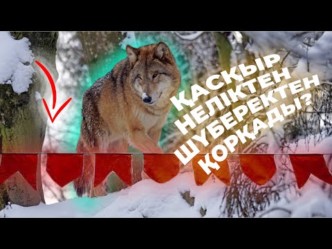 Видео: ҚАСҚЫРЛАР НЕЛІКТЕН ҚЫЗЫЛ МАТАДАН ҚОРҚАДЫ? | ҚАСҚЫРЛАР ҮЙІРІ ЖАЙЛЫ ҚЫЗЫҚТЫ ДЕРЕКТЕР
