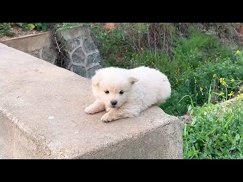 Видео: Мужчина нашел бездомного щенка на пристани во время утренней пробежки и полюбил его, взяв домой