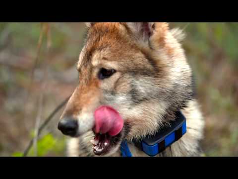 Видео: Сезон медведя 2.  Удача рядом .