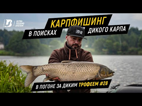 Видео: Карпфишинг. В поисках дикого карпа. В погоне за диким трофеем #28.