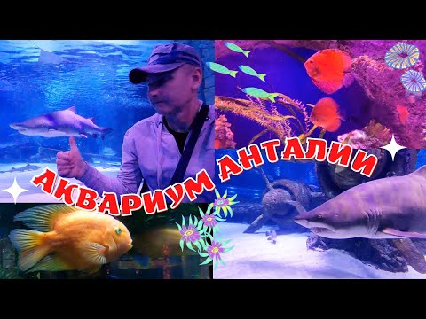 Видео: АКВАРИУМ АНТАЛИИ! Самый большой туннельный Аквариум! ANTALYA Турция