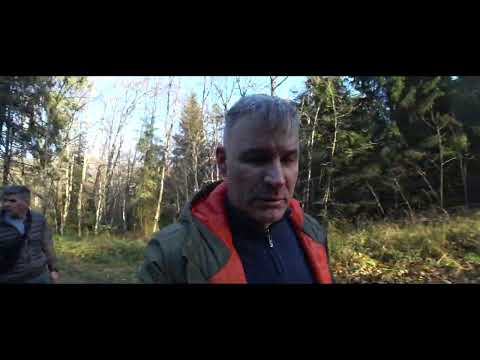 Видео: Олений мост Роминтская пуща