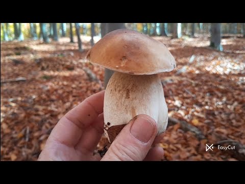 Видео: Тут Не Були Вже Давно... Свіже Дивимось Кіно.