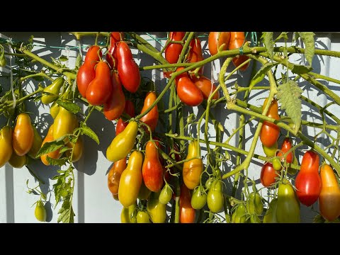 Видео: Покоритель неба. Заказ семян. Просьба к моим заказчикам.