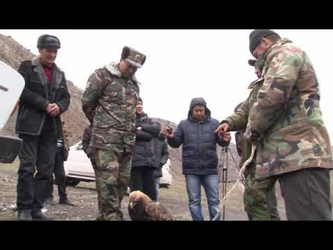 Видео: Аманат: Буркут кармагандардыкармашты