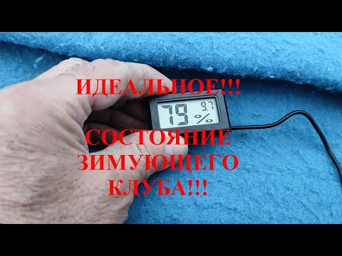 Видео: ЗИМОВКА ПЧЁЛ НА ВОЛЕ!!! ТЕПЛО И ХОЛОД ВНУТРИ УЛЬЯ!!! КОГДА ПЧЁЛЫ "СИДЯТ НА ЛЬДУ" !!!
