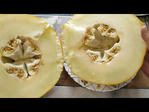 Видео: Дыня   КРЕДО f1. Плод массой 4760 кг.