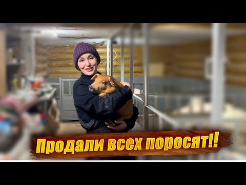 Видео: В ожидании пополнения! Должный уход за коровами, свиньями и курами на нашей ферме!