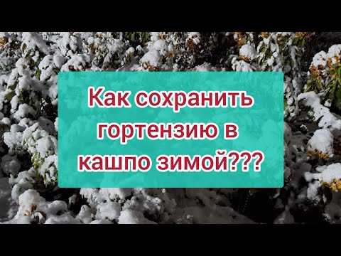 Видео: КАК СОХРАНИТЬ ГОРТЕНЗИЮ ЗИМОЙ В КАШПО?