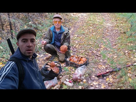 Видео: попали в грибной рай. нашли хороший металл в тайге. готовим рябчика