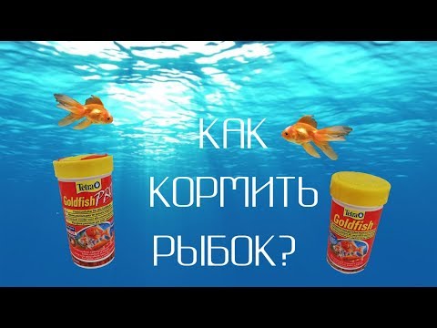 Видео: Как кормить ЗОЛОТУЮ РЫБКУ?