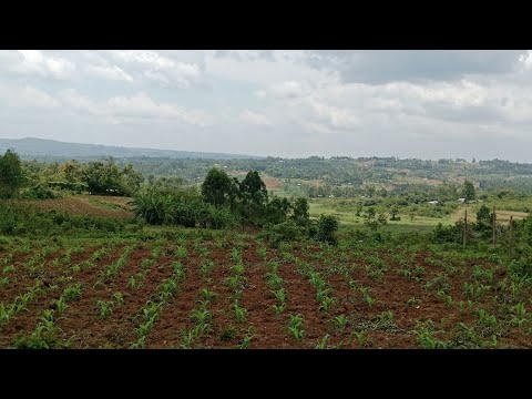 Видео: Цена земли в моем районе / Жизнь в Африке 🇰🇪