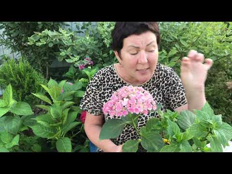 Видео: Важно знать о гортензии. Красим или нет новинки.