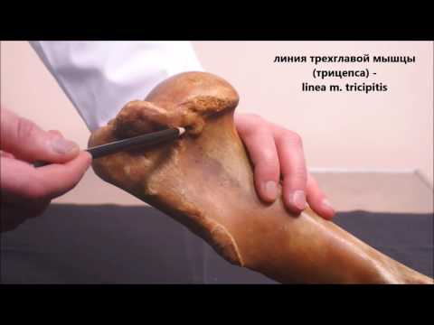 Видео: лопатка и плечевая кость домашних животных