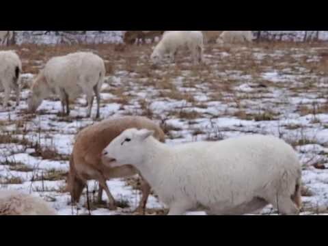 Видео: Есть овцы? Это самое легкое животное для зимовки на нашей ферме. Нет сена, нет зерна = высокая пр...