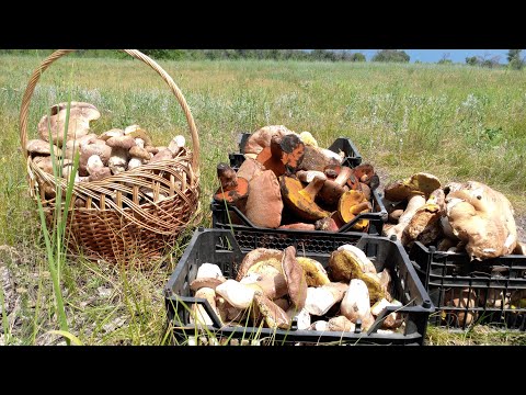 Видео: Белого гриба так много что бежал из леса без оглядки!!! Белый гриб 2024#