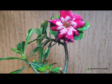 Видео: Эксперимент с адениумом и результат #adenium #адениум #адениумуход