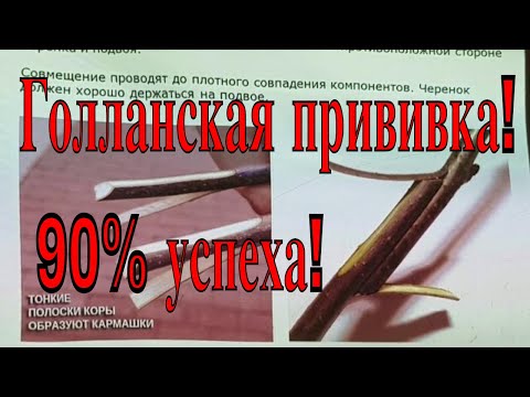 Видео: Голландский Z-метод прививок. ТопСад.