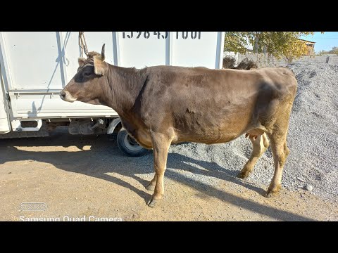 Видео: РОЗА ФАРХОР КАМУНА РАФТ 13 ноября 2025 г.