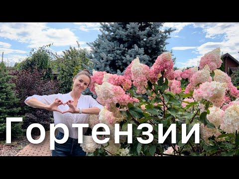 Видео: Обзор сортов древовидных и метельчатых гортензий. Уход для хорошего роста и цветения