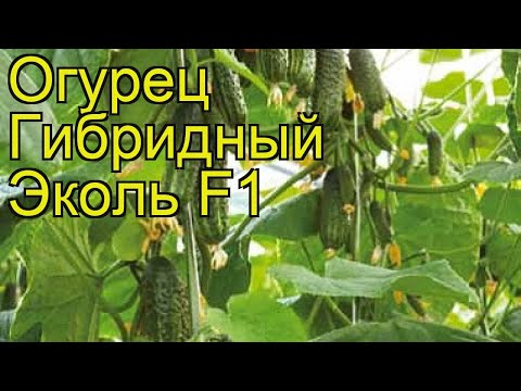 Видео: Огурец гибридный Эколь F1 (Ekol F1). Краткий обзор, описание характеристик, где купить семена