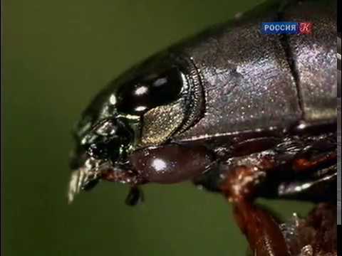 Видео: Водяные насекомые. Страсти по насекомым.