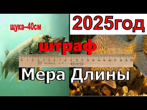 Видео: Норма вылова рыбы 2025 Штраф за рыбалку 2025 Размер рыб для вылова Рыболовные правила 2025