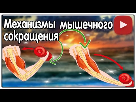 Видео: Физиология. Механизмы мышечного сокращения.