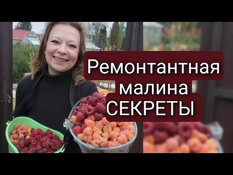 Видео: РЕМОНТАНТНАЯ МАЛИНА | ОСОБЕННОСТИ УХОДА ,ОБРЕЗКА И УРОЖАЙ В СЕНТЯБРЕ | Светлана Самойлова