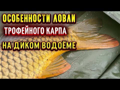 Видео: Ловля ТРОФЕЙНОГО КАРПА на ФЛЭТ ФИДЕР на ДИКОМ ВОДОЁМЕ