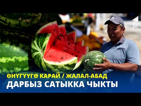 Видео: Жалал-Абад: дарбыз сатыкка чыкты