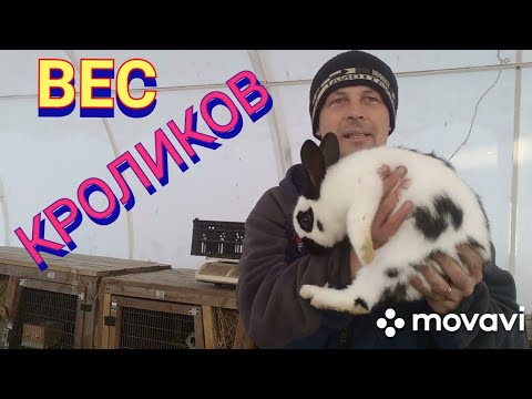 Видео: Сколько весят кролики породы строкач (НПВ) в 3 месяца