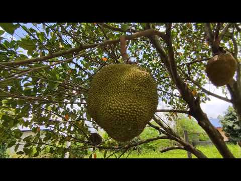 Видео: Тайланд 2021. Мы едем в гости. В деревне у тайской бабушки. Фруктовый сад. Май 2021г.
