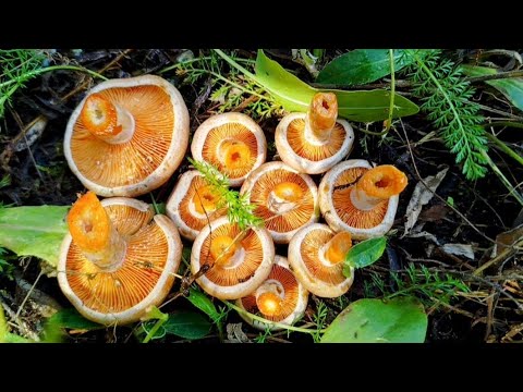 Видео: Королевские рыжики  2025. Грибы потрясающего качества на каждом шагу.