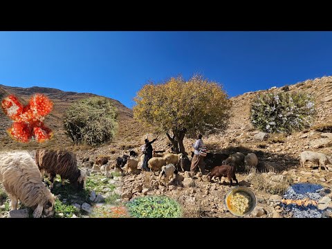 Видео: Секрет иранской кочевой жизни | Путешествие в горы 🐑 и сбор дикого тимьяна 🌿🔥