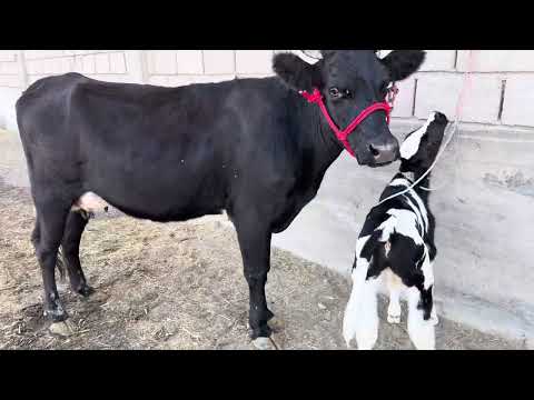 Видео: +992926292882 мол бо гарантия даставка ба хамма чо бо нархи дастрас