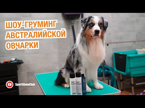Видео: Шоу-груминг австралийской овчарки. Косметика SoPOSH