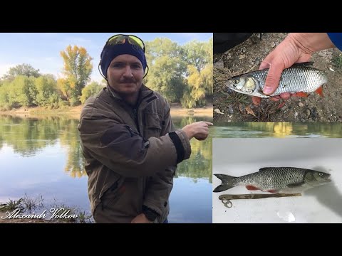 Видео: Поймал крупный голавль, река Днестр. Deaf