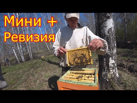 Видео: Нуклеусы Мини плюс, РЕВИЗИЯ и РАСШИРЕНИЕ!