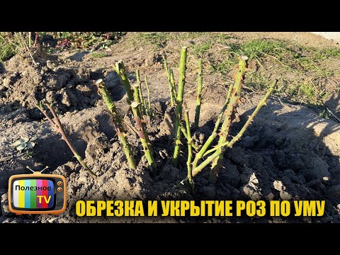 Видео: Розы осенью.Правильная обрезка и укрытие роз на зиму. Никогда не вымерзнут