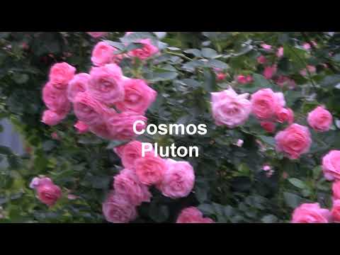 Видео: Мои любимые плетистые розы селекции Поульсена